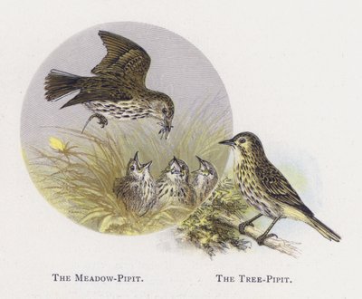 Pipit dei prati, Pipit degli alberi da Alexander Francis Lydon