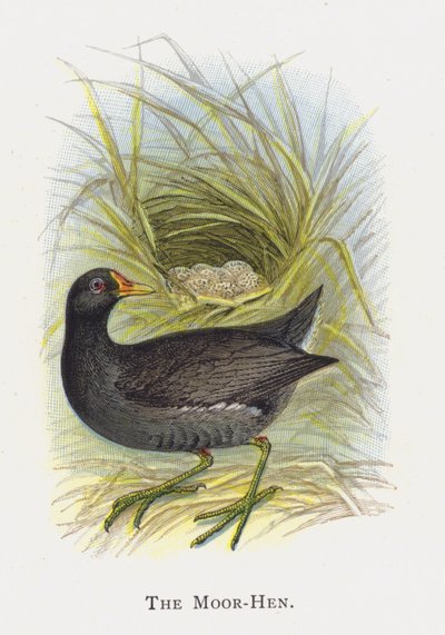 La Gallinella d