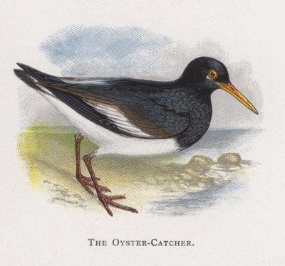 Il Beccaccia di Mare da Alexander Francis Lydon