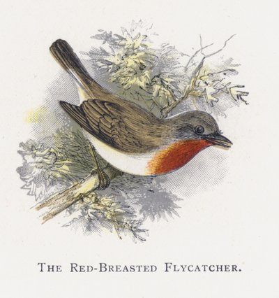 Il Pigliamosche Pettirosso da Alexander Francis Lydon
