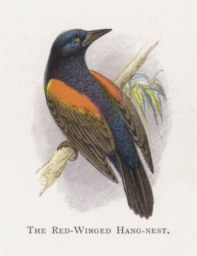 Il Nido Pensile dalle Ali Rosse da Alexander Francis Lydon