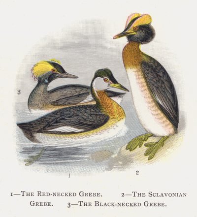Lo Svasso Collorosso, Lo Svasso Cornuto, Lo Svasso Collonero da Alexander Francis Lydon