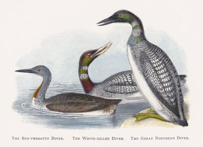 Lo svasso maggiore, Lo svasso bianco, Lo svasso maggiore settentrionale da Alexander Francis Lydon