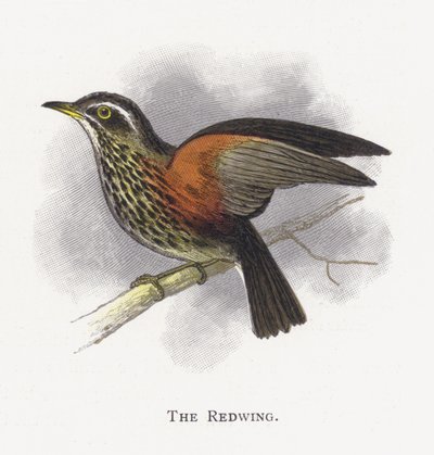 Il Tordo Sassello da Alexander Francis Lydon