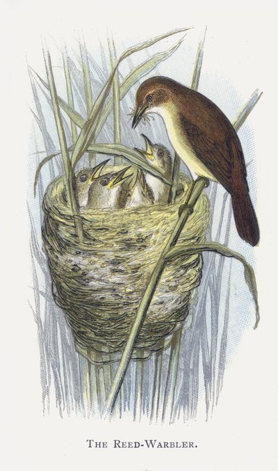 La Cannaiola da Alexander Francis Lydon