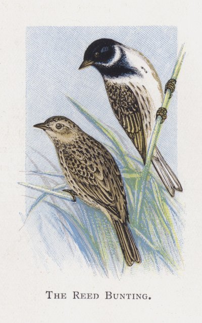 Emberiza delle canne da Alexander Francis Lydon