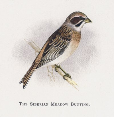 Emberiza della Siberia da Alexander Francis Lydon
