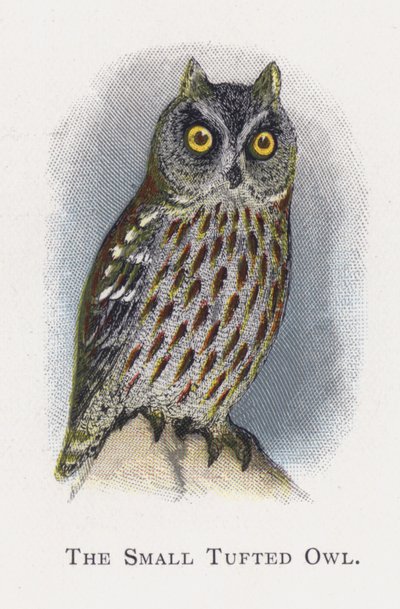Il Gufo Ciuffato Piccolo da Alexander Francis Lydon