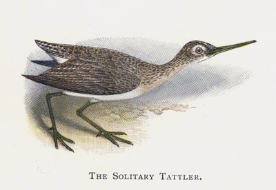Il Totano solitario da Alexander Francis Lydon