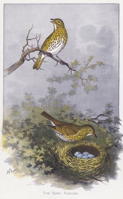 Il tordo bottaccio da Alexander Francis Lydon