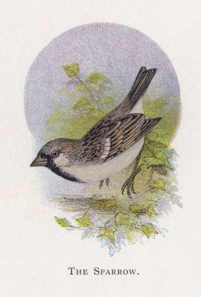 Il Passero da Alexander Francis Lydon
