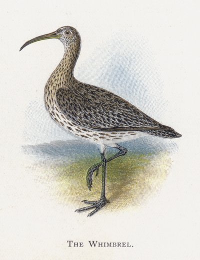 Il Chiurlo piccolo da Alexander Francis Lydon