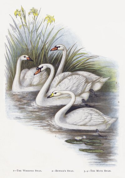 Il cigno selvatico, Il cigno di Bewick, Il cigno muto da Alexander Francis Lydon
