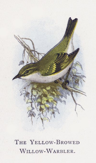 Sterpazzola salice sopracciglio giallo da Alexander Francis Lydon