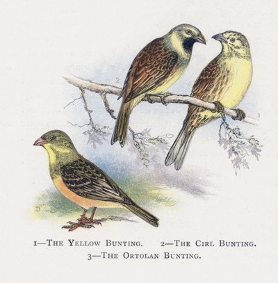 Emberiza gialla, Emberiza cirl, Emberiza ortolana da Alexander Francis Lydon