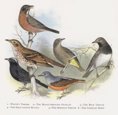 Il tordo bianco, Il merlo dal collare nero, Il tordo delle rocce, Il bulbul dorato, Il tordo siberiano, Il pettirosso americano da Alexander Francis Lydon