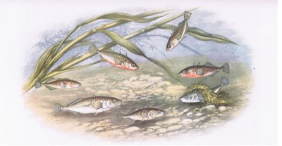 Spinarelli, Natura in Gran Bretagna pubblicata da Collins, 1946 da Alexander Francis after Lydon
