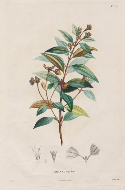 Voyage aux Régions équinoxiales du nouveau continent, fait dans les années 1709 à 1804: Monographie des melastomacées: No. 15 da Alexander, Freiherr von Humboldt