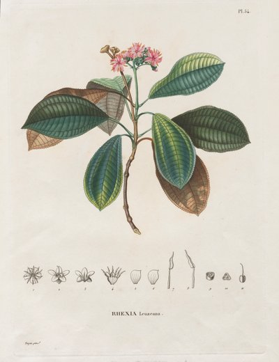 Voyage aux Régions équinoxiales du nouveau continent, fait dans les années 1709 à 1804: Monographie des melastomacées: No. 54 da Alexander, Freiherr von Humboldt