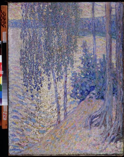 Le betulle da Alexander Gaush
