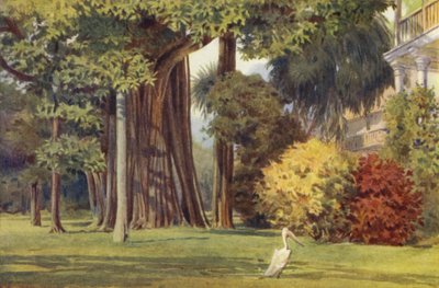 La Casa della Regina, Colombo da Alexander Henry Hallam Murray
