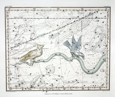 Le costellazioni (Tavola XXVII) Hydra Continua, Crater, Covus, Centaurus et Lupus, da 