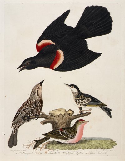 1. Storno dalle ali rosse. 2. Femmina. 3. Usignolo dal collare nero. 4. Pollo rosso minore da Alexander Lawson