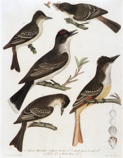 1. Pigliamosche tiranno. 2. Pigliamosche maggiore. 3. Piccolo crestato verde F. 4. Pe-We F. 5. Pe-We F. (dal libro "American Orinthology") da Alexander Lawson
