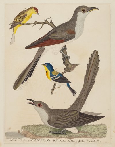 Carolina Cuckoo, Black-billed Cuckoo, Blue Yellow-backed Warbler, and Yellow..., pub. 1808-1814 da Alexander Lawson