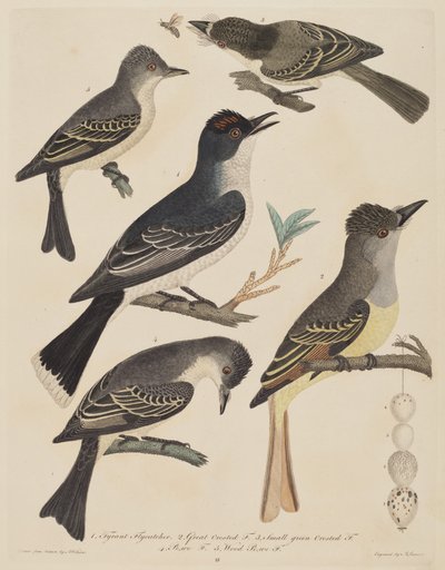Cinque uccelli con le loro uova e un insetto, pubblicato 1808-1814 da Alexander Lawson