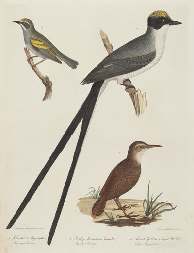 Tiranno codaforcuta, formichiere delle Montagne Rocciose e femmina di parula dalle ali dorate da Alexander Lawson