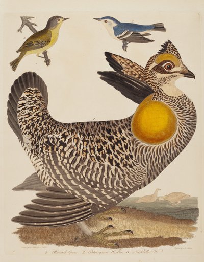 Gallo pinnato, Parula blu-verde e Parula di Nashville, pubblicato 1808-1814 da Alexander Lawson