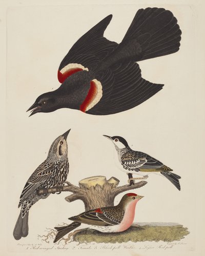 Storno dalle ali rosse, femmina di storno dalle ali rosse, parula dal cappuccio nero e minore... da Alexander Lawson