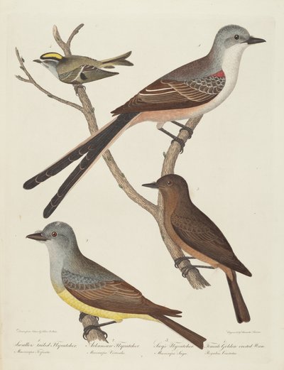 Tyrannus forficatus, Tyrannus verticalis, Tyrannus saya e femmina...Scricciolo da Alexander Lawson