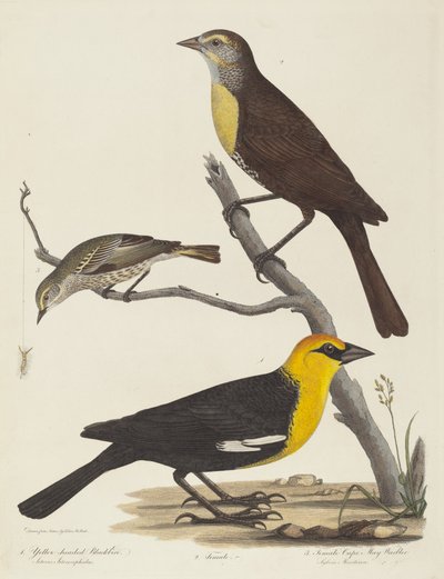 Merlo dalla testa gialla, merlo femmina e warbler femmina di Cape May da Alexander Lawson