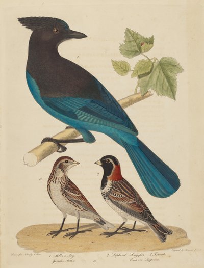 Ghiandaia di Steller, Zigolo delle Nevi e Femmina da Alexander Lawson after Alexander Rider