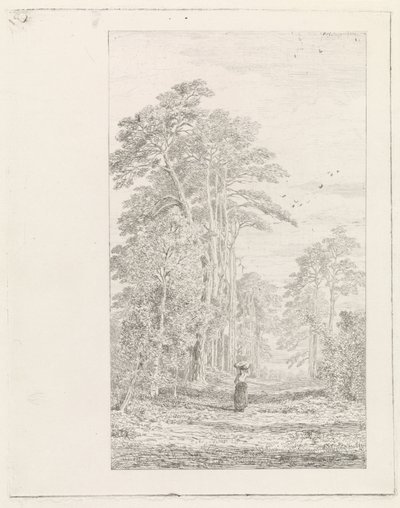 Viale di pini da Alexander Mollinger
