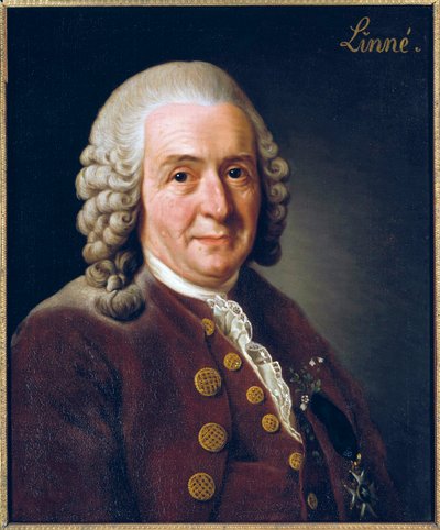 Ritratto di Carl von Linne (Linneus) da Alexander Roslin