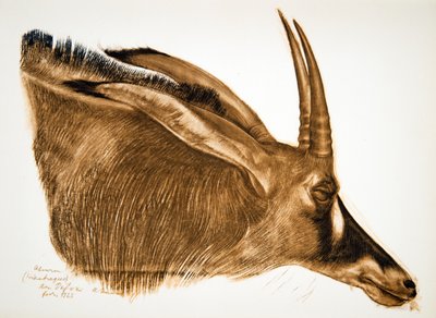 Antilope Hippotrague (Am Dafok), da Dessins et Peintures d
