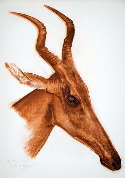 Antilope Jackson (Am Dafok), da Dessins et Peintures d