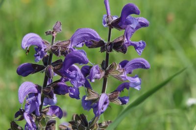 Fiore selvatico da Alexandra Joseph