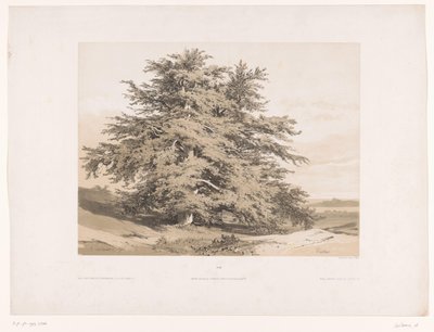 Paesaggio con cedri da Alexandre Calame