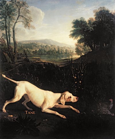 Il cane di Luigi XIV, Tane da Alexandre Francois Desportes
