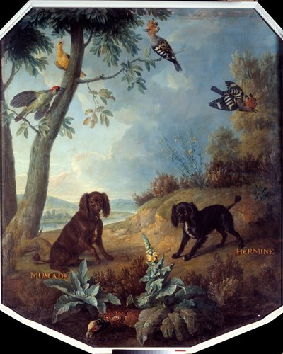 Noce moscata ed Ermellino, i cani di Luigi XIV da Alexandre Francois Desportes