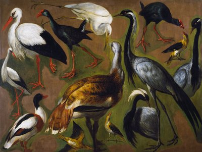 Studio di uccelli da Alexandre Francois Desportes