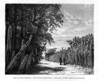 Una siepe di cactus arborei, Messico, XIX secolo da Alexandre de Bar