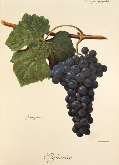 Aglianico da Alexis Kreyder