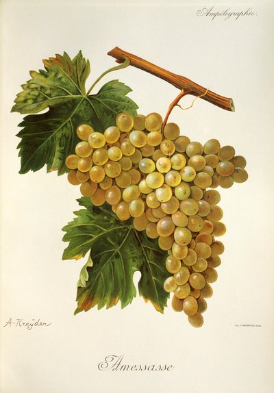 Uva Amessasse da Alexis Kreyder