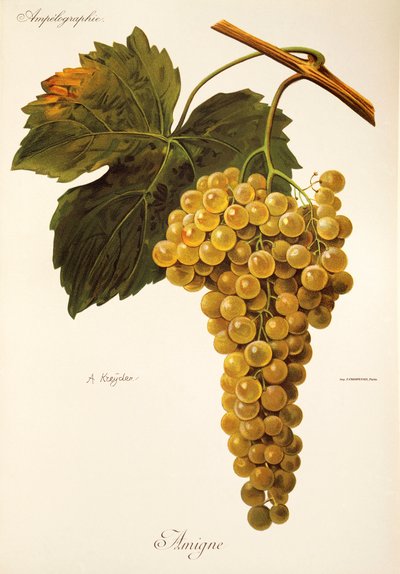 Uva Amigne da Alexis Kreyder