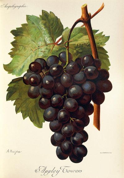 Uva Appley Towers. Illustrazione di A. Kreyder, Pessione, da Traite General de Viticulture. Ampelographie da Alexis Kreyder